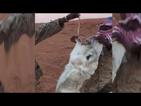 إجبار أنثى الجمل على أكل أفعى