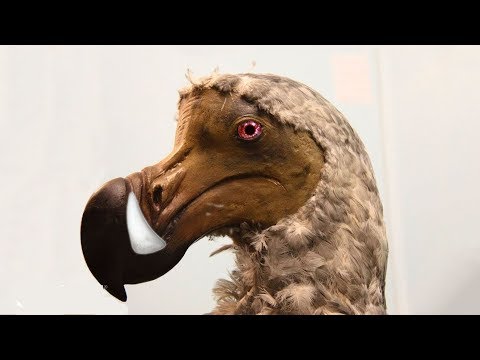 حيوانات انقرضت بسبب البشر