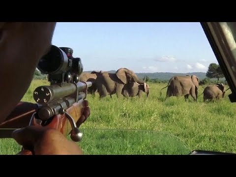 شاهد أطواق ذكية لتعقب الفيلة في تنزانيا