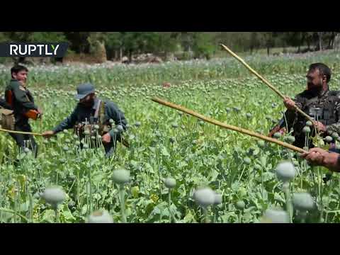 شاهد القوات الأفغانية تدمّر حقول الخشخاش