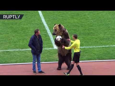 شاهد مشهد طريف لدب يعطي إشارة انطلاق إحدى مباريات الدوري الروسي