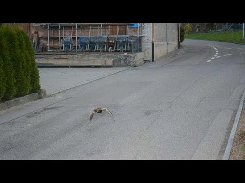 شاهد بطة تتخطى السرعة المسموحة في سويسرا