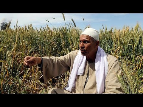 مزارعون مصريون يواجهون مصيرًا مجهولًا