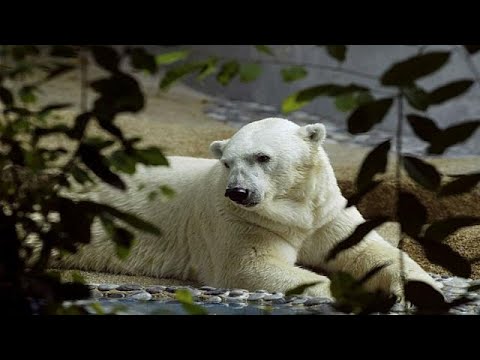 وفاة أول دب قطبي يولد في مناخ مداري