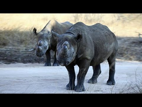 عودة وحيد القرن الأسود إلى تشاد