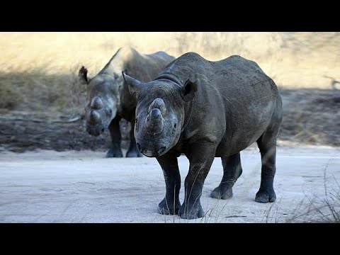 عودة وحيد القرن الأسود إلى تشاد