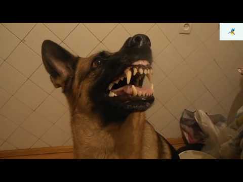 كلب يتحكم في حالته المزاجية