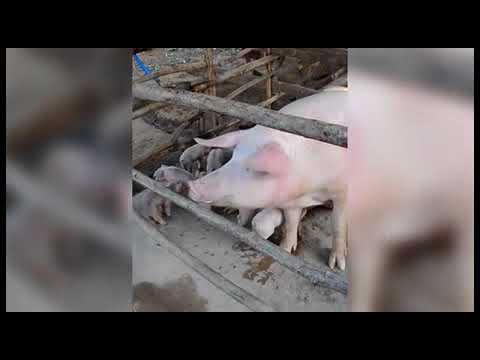 لقطات مرعبة لخنزير غريب