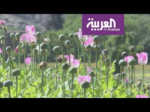 الورود تنافس الأفيون في أفغانستان