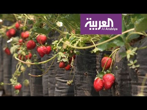 رحلة ترفيهية مع الفراولة في أندونيسيا