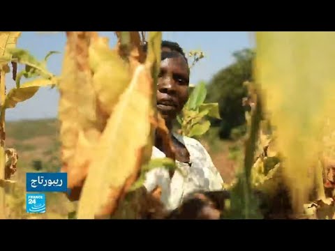 أطفال يتعرضون لأمراض خطيرة بسبب زراعة التبغ في ملاوي
