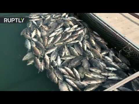 شاهد نفوق أعداد كبيرة من الأسماك بشكل مفاجئ  في العراق