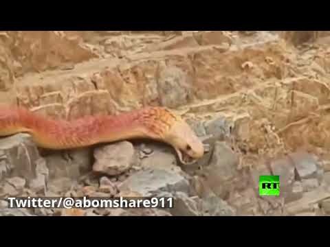 شاهد ثعبان ضخم يُثير ضجة في السعودية