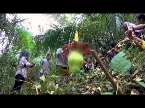 شاهد تفتح زهرة تيتانيوم عملاقة في إحدى مزارع إندونيسيا