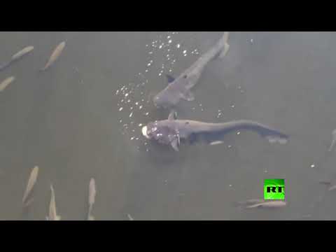 شاهد أسماك عملاقة مُعدَّلة وراثيًا تُثير الرعب في تشيرنوبل