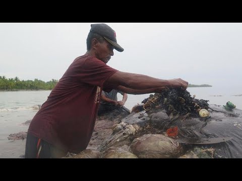 شاهد  حوت نافق يبتلع ستة كيلوغرامات من مخلفات البلاستيك في أندونيسيا
