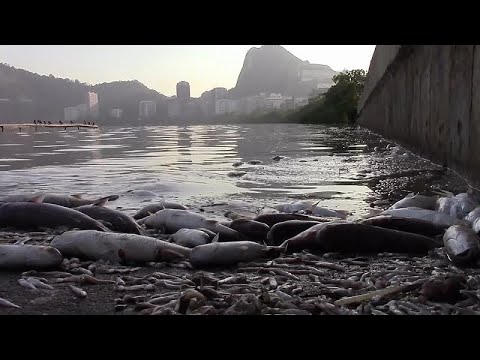 شاهد نفوق 13 طنًا من الأسماك في البرازيل بسبب ظاهرة إل نينيو المناخية