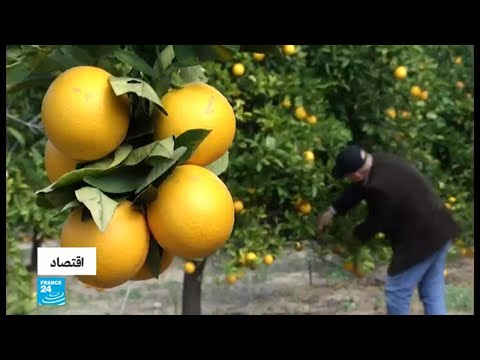شاهد زراعة الحمضيات تشهد تراجعًا في قطاع غزة