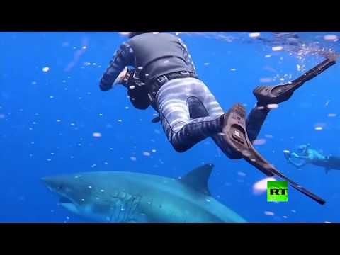 شاهد باحثان يسبحان مع أضخم سمكة قرش أبيض