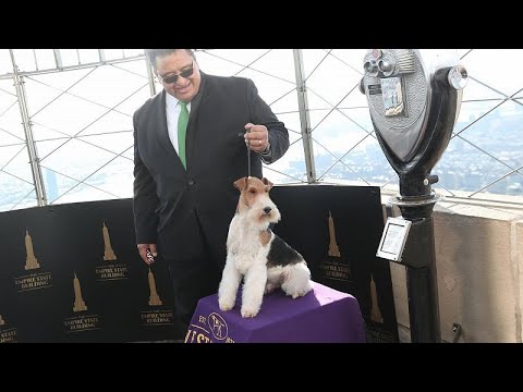 شاهد كينغ يربح جائزة أفضل كلب في مسابقة ويستمنستر