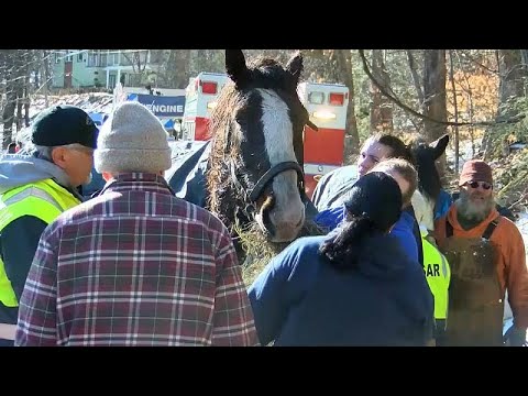 شاهد إنقاذ حصانين من بحيرة متجمدة في بنسلفانيا