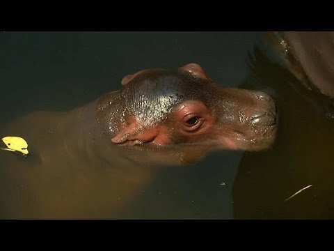 شاهد حديقة حيوانات في تايلاند تكشف عن مولود جديد لفرس النهر