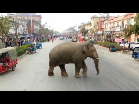 شاهد فيل تائه يتجول في شوارع مدينة صينية