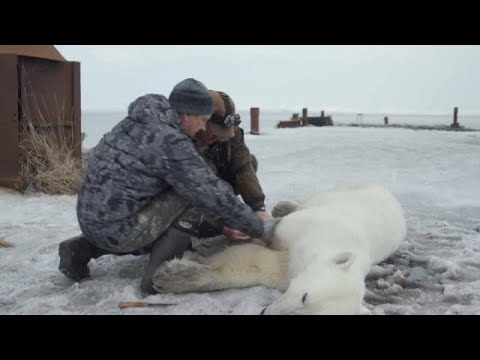 شاهد السيطرة على دب قطبي تقطعت به السبل في روسيا