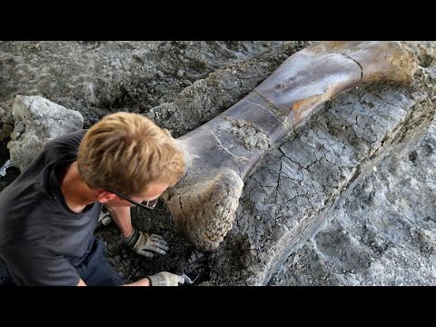 شاهد اكتشاف عظام أضخم ديناصور في التاريخ غرب فرنسا
