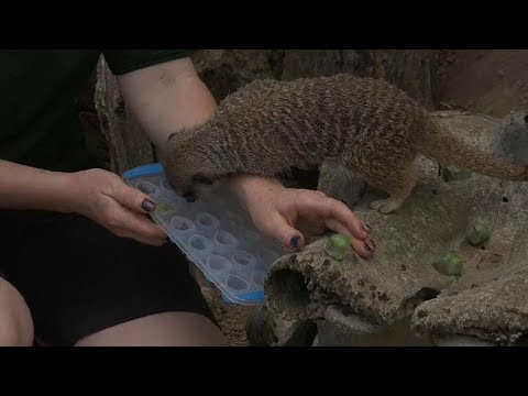 شاهد إطعام حيوان السرقاط المثلجات لمقاومة موجة الحر الشديد