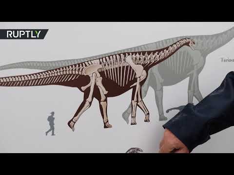 شاهد لحظة العثور على عظم يبلغ طوله مترين لفخذ ديناصور