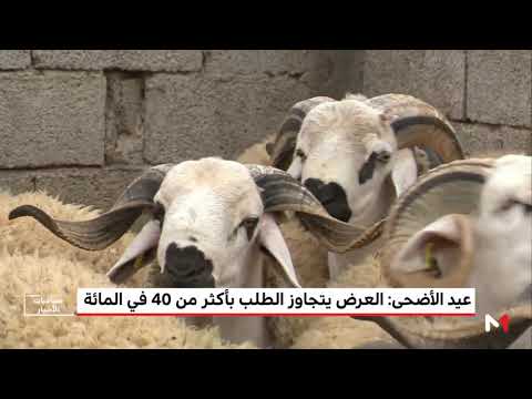 شاهد العرض يتجاوز الطلب على الماشية بأكثر من 40 في المغرب