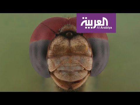 شاهد علاقة مُصوّر سعودي بالحشرات من الـالفوبيا إلى التخصّص