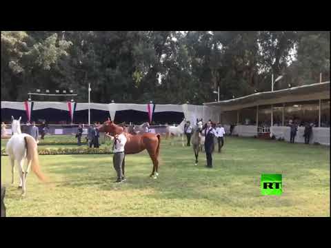 شاهد افتتاح بطولة مصر القومية والدولية لجمال الخيول العربية الأصيلة في القاهرة