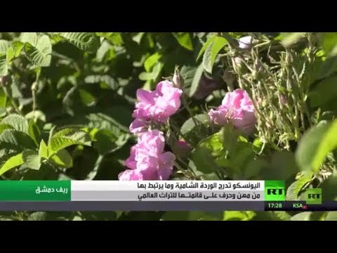 شاهد الوردة الشامية على قائمة منظمة اليونسكو