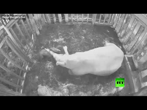 شاهد ولادة وحيد قرن أبيض في هولندا