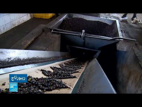 شاهد منظمة فاو تكشف أن ليبيا تحتل المرتبة 11 عالميا في إنتاج الزيتون