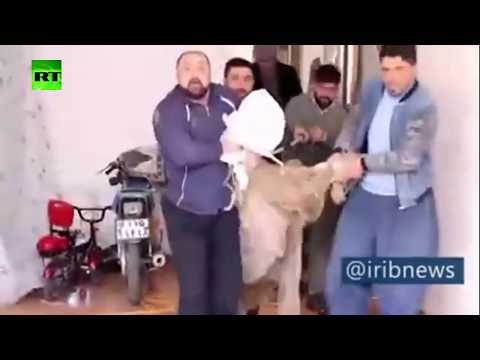 شاهد الدفاع المدني في إيران يخرج ذئبا من داخل منزل