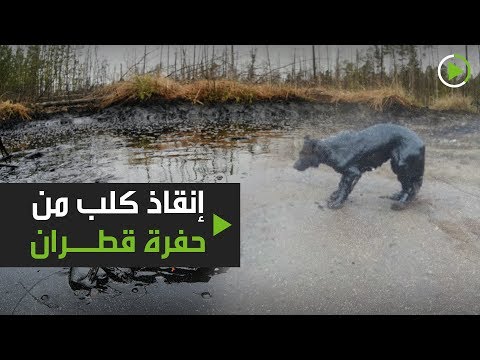 شاهد إنقاذ كلب من حفرة قطران في استراخان