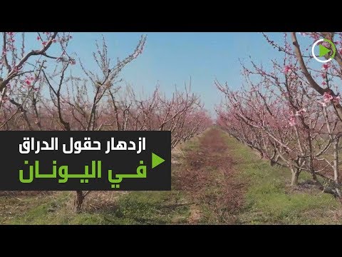شاهد الأشجار الوردية تُغطي حقول فيريا في شمال اليونان