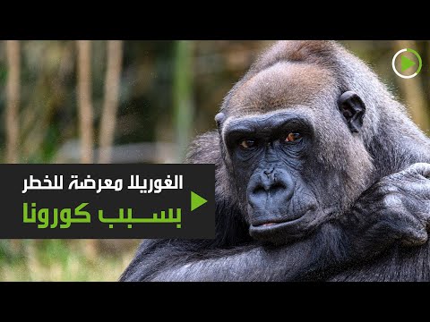 حيوان الغوريلا في أفريقيا عرضة للخطر بسبب فيروس كورونا المستجد