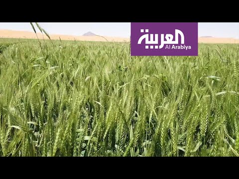 شاهد حائل تنتج ثلث الناتج المحلي من القمح في السعودية