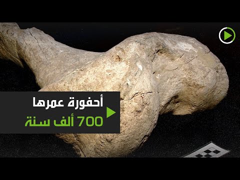 شاهد احفورة عمرها 700 ألف سنة لحيوان غامض في الأرجنتين