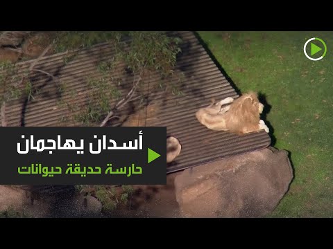 أسدان يُهاجمان حارسة حديقة حيوانات في سيدني الأسترالية