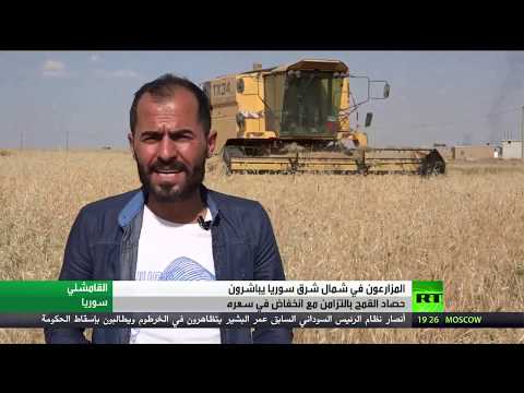 شاهد موسم حصاد القمح شمال شرق سورية