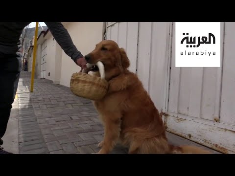 كلب يتسوق في زمن كورونا ويحترم إجراءات السلامة الوقائية