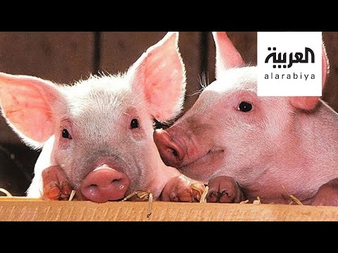 جي 4 نوع جديد من إنفلونزا الخنازير في الصين
