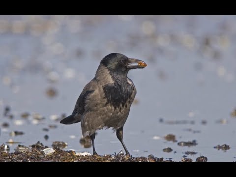 شاهد العشرات من طيور الغربان النافقة تملأ شوارع ساراتوف الروسية