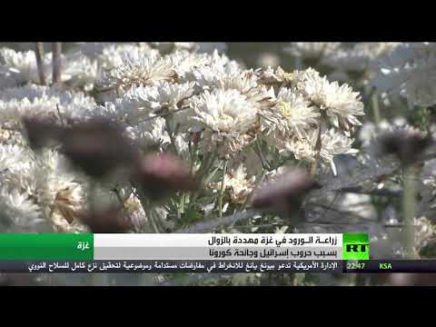 شاهد زراعة الورد في غزة تحتضر بسبب الحصار وتفشي فيروس كورونا