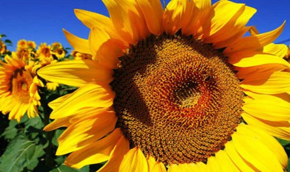  العرب اليوم - تفسير رؤية عباد الشمس في المنام